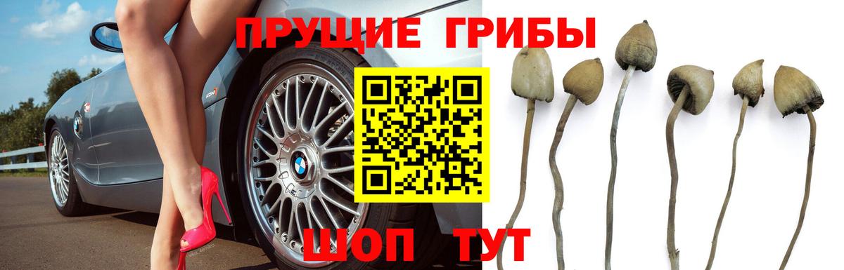 Унеча  Псилоцибиновые грибы Psilocybine cubensis  Вход с VPN 